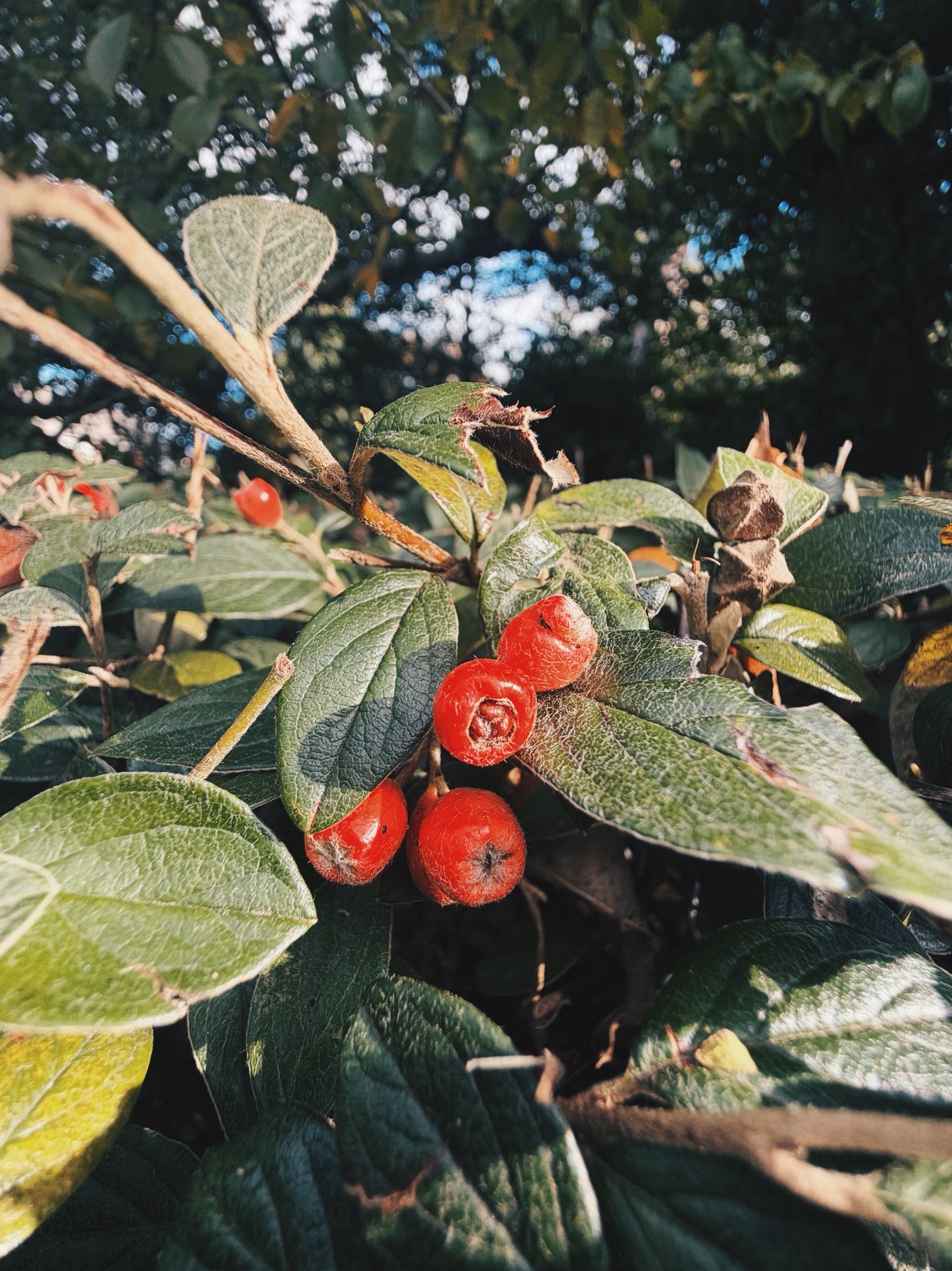 A close-up of red berries among green leaves in autumn sunshine